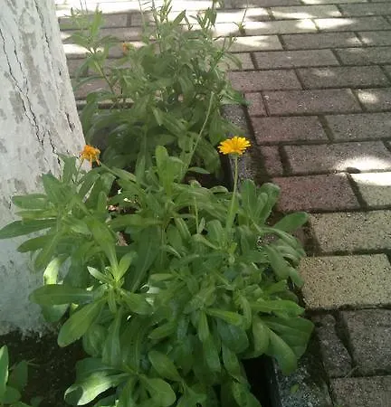 Aidipsos Hotel Loutra Edipsou (Evia)