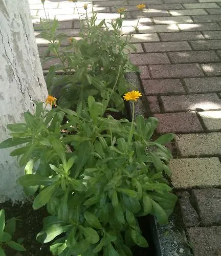 Aidipsos מלון לאוטרה אדיפסאו